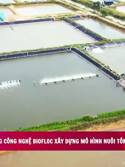 [Video] Ứng dụng công nghệ Biofloc xây dựng mô hình nuôi tôm quy mô công nghiệp