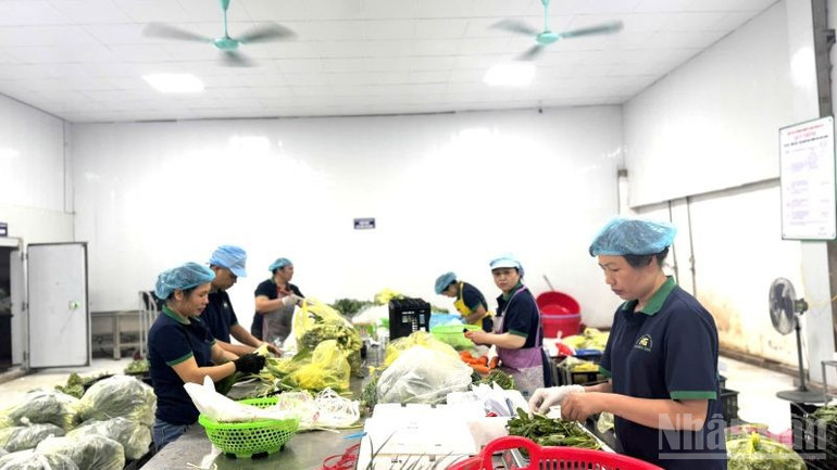 Lao động của một hợp tác xã trên địa bàn Hà Nội. (Ảnh: HNV) ndo_br_hkd2.jpg