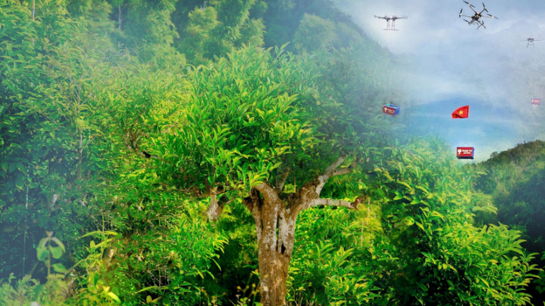 Những búp chè trên non cao được vận chuyển bằng drone xuống nhà máy ngay dưới chân núi. (Ảnh: BTC cung cấp) che-suoigiang1.png