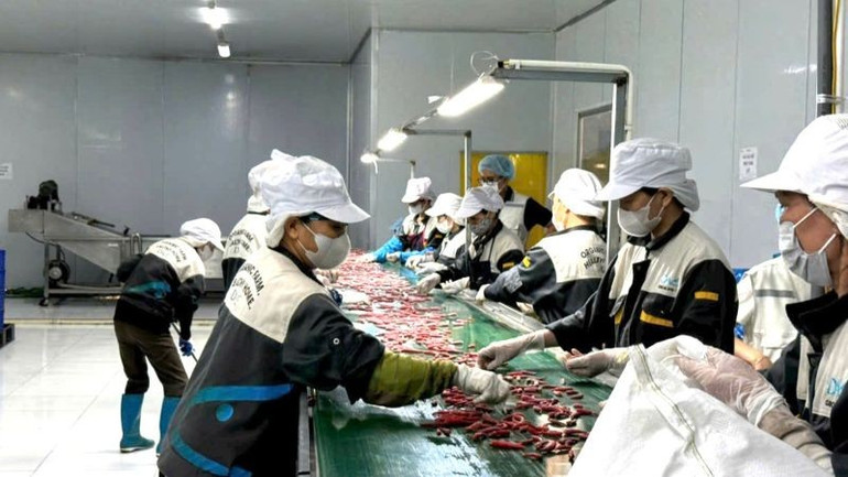 Thúc đẩy sản xuất nông nghiệp sạch theo tiêu chuẩn khu vực và thế giới. (Ảnh: CTV) daychuyensx.jpg
