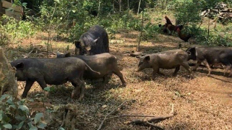 6 tháng qua, đàn lợn tăng mạnh trở lại,, trong ảnh là lợn mán chăn thả trên khu vực miền núi phía bắc. (Ảnh: HNV) channuoi.jpg