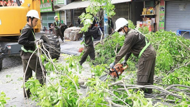 Chặt, cắt tỉa cây xanh trong khu đô thị phòng, chống mưa, bão. (Ảnh: CTV) pcbaolu1.jpg