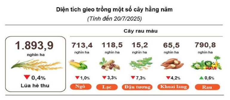 NGUỒN: GSO lua725.jpg