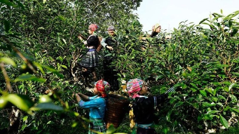Những gốc chè cổ thụ hàng trăm năm tuổi có cây cao đến cả chục mét, bà con người Mông muốn có được những búp chè ngon, phải trèo lên cây để hái. (Ảnh: PV) trashan.jpg