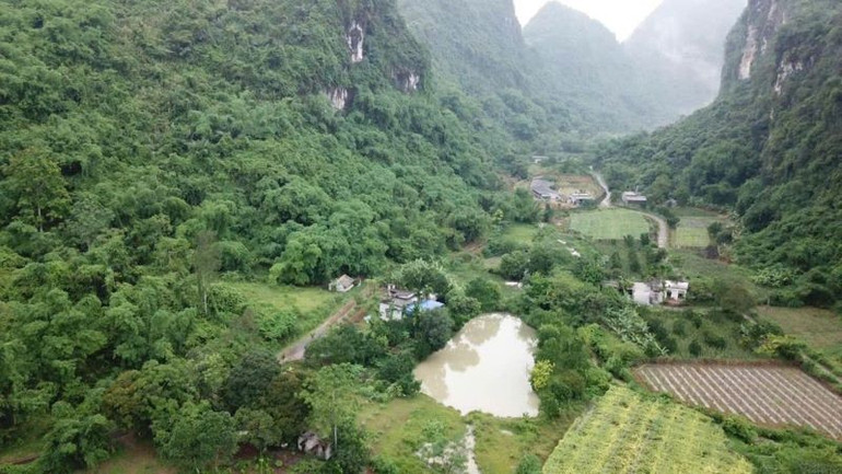 Việc nuôi, trồng phát triển, thu hoạch cây dược liệu trong rừng phải bảo đảm duy trì diện tích rừng. (Ảnh: HNV) rung1.jpg