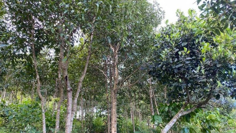 Chủ rừng hoặc tổ chức, cá nhân thuê môi trường rừng để nuôi, trồng phát triển cây dược liệu được tự quyết định việc thu hoạch cây dược liệu. (Ảnh: HNV) rung2.jpg