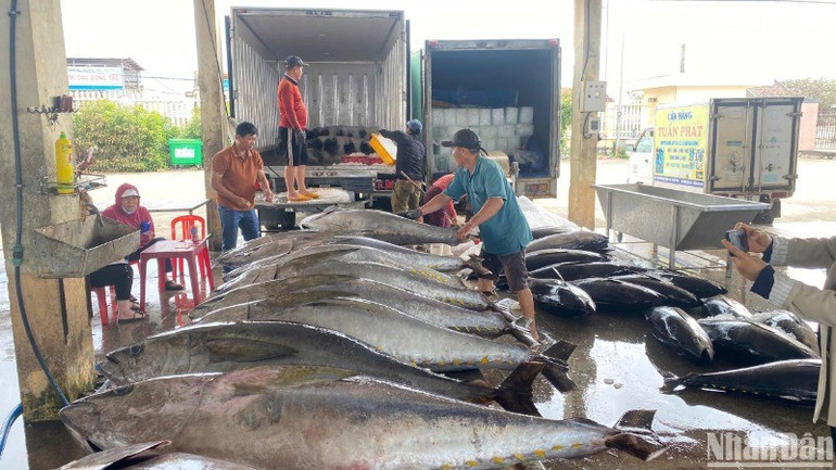 Cá ngừ đại dương được thu mua và sơ chế ngay sau khi được bốc dỡ từ dưới tàu lên tại cảng cá Đông Tác, thành phố Tuy Hòa, Phú Yên. (Ảnh: BÁO NHÂN DÂN) cangu.jpg
