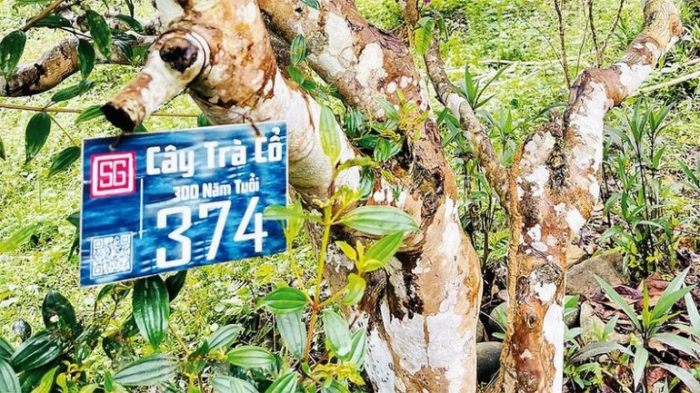 Một trong nhiều gốc trà cổ của địa phương. (Ảnh: THANH SƠN) cheshanco.jpg