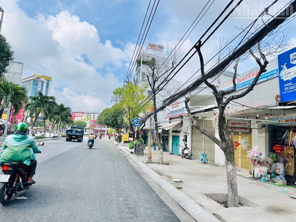 Nhiều cây xanh tốt hàng chục năm nay “bỗng nhiên” chết trắng, làm xấu hình ảnh phường Bạc Liêu đang trong thời kỳ phát triển mới. (Ảnh: TRỌNG DUY).