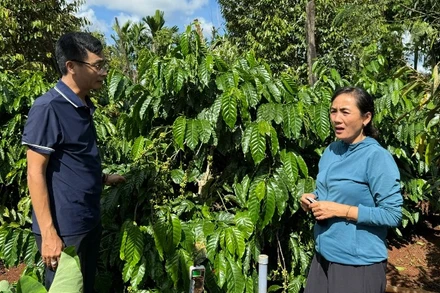 Cán bộ kỹ thuật Công ty TNHH MTV Xuất nhập khẩu 2-9 Đắk Lắk hướng dẫn nông dân chăm sóc cây cà-phê.