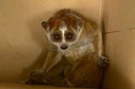 Cu li nhỏ có tên khoa học là Nycticebus pygmaeus thuộc bộ linh trưởng, có nơi gọi là con cù lần, khỉ gió, mắc cỡ, xấu hổ.