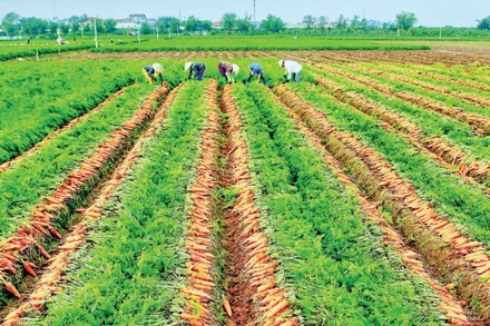 Vùng trồng cây và rau màu 360 ha được quy hoạch tại 7 thôn ở xã Đức Chính (Hải Phòng), trong đó 80% diện tích dành cho cây cà-rốt phục vụ thị trường trong nước và xuất khẩu. (Ảnh NHẤT NGUYÊN)