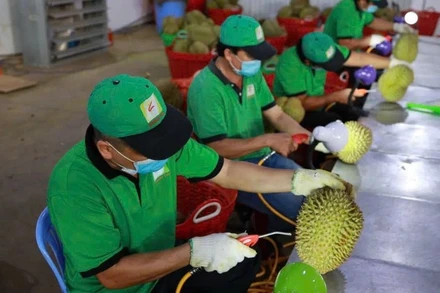 Kiểm dịch sầu riêng trước khi xuất khẩu tại Công ty cổ phần Tập đoàn Xuất nhập khẩu trái cây Chánh Thu. (Ảnh MINH ANH)