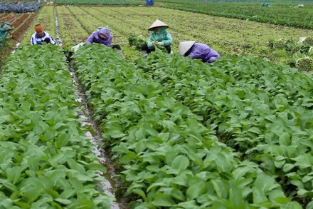 Thu hoạch rau tại Hợp tác xã Rau an toàn Văn Đức, xã Bát Tràng, thành phố Hà Nội. (Ảnh TTXVN)