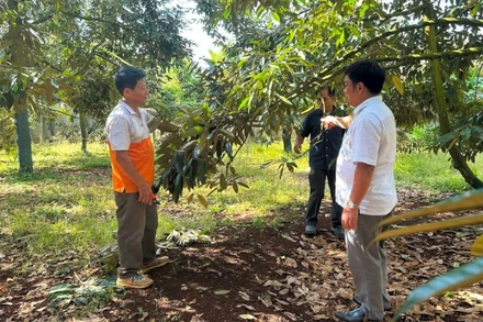 Vườn sầu riêng sử dụng cân đối phân bón vô cơ và hữu cơ của ông Trần Quang Tá, xã Ea Knuếc (Đắk Lắk).