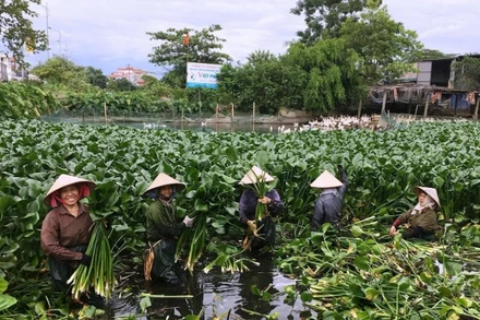 Người dân xã Phượng Dực (Hà Nội) vớt bèo tây. (Ảnh VŨ DUY)