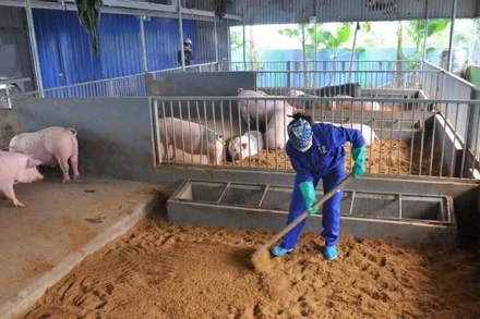 Chăn nuôi lợn an toàn sinh học giúp kiểm soát dịch bệnh. (Ảnh ĐỖ TUẤN)