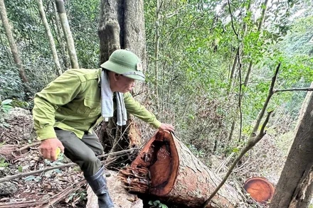 Lực lượng kiểm lâm đo, đếm một cây nghiến bị chặt hạ trái phép. (Ảnh: VĂN LẠ)