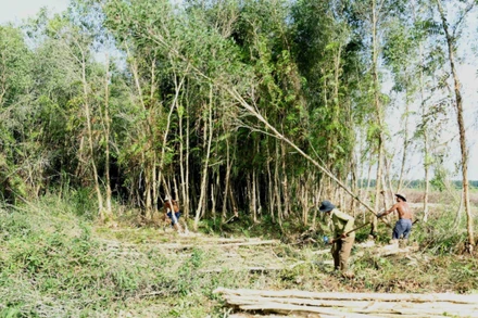 Khai thác nguyên liệu gỗ tại Công ty Trách nhiệm hữu hạn một thành viên lâm nghiệp U Minh Hạ, Cà Mau. (Ảnh: VŨ VĂN)