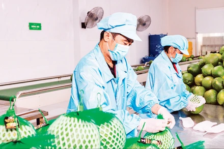 Đóng gói trái cây xuất khẩu tại Công ty Vina T&T Group. (Ảnh MINH ANH)