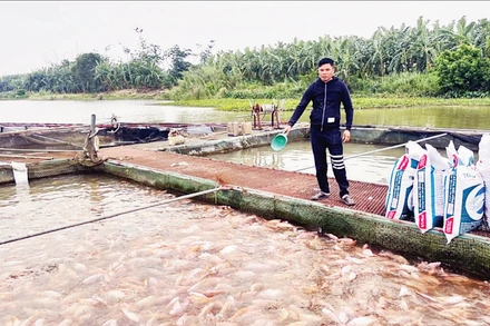 Người dân xã Tân Hưng, tỉnh Hưng Yên chăm sóc cá lồng trên sông. (Ảnh DƯƠNG MIỀN)