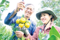 Nhiều mô hình trồng cây ăn quả đã tạo được chỗ đứng vững chắc trên thị trường, mang lại hiệu quả kinh tế cao.