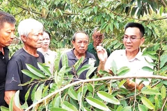 Nông dân xã Đất Đỏ tập huấn thực tế kỹ thuật trồng và chăm sóc cây sầu riêng.