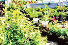 Nhiều gia đình tại Thành phố Hồ Chí Minh tận dụng khoảng không trên mái nhà để tạo ra những vườn rau.