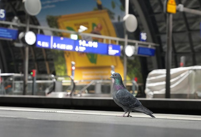 Một con chim bồ câu được nhìn thấy tại sân ga ở trung tâm Berlin, Đức. (Ảnh minh họa: Tân Hoa xã)
