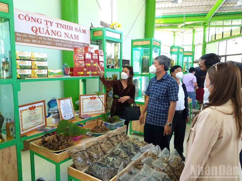 Lãnh đạo thành phố Đà Nẵng khảo sát, tìm hiểu tại Lễ hội Sâm Ngọc Linh lần thứ VI năm 2024. (ảnh: ĐÌNH TĂNG)