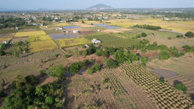 Diện tích sản xuất nông nghiệp tại khu phố Kim Bình (phường Hàm Thắng) bị hư do ngập lụt.