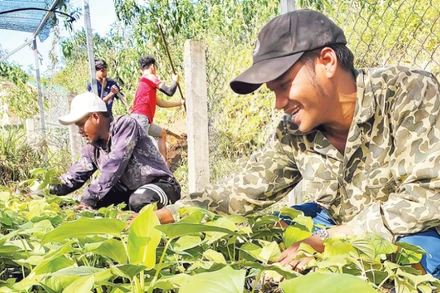 Cây thiên niên kiện được người dân chăm sóc cẩn thận. (Ảnh LIÊN MINH XANH)
