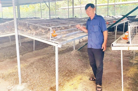 Ông Võ Văn Vũ kiểm tra khu vực đang nuôi 5.000 con chim cút để lấy trứng