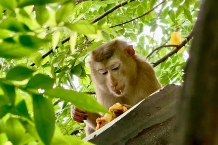 Cá thể khỉ đuôi lợn sổng chuồng tại phường Bình Tân, Thành phố Hồ Chí Minh.