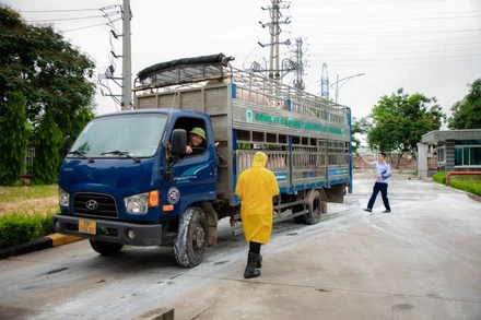 Vận chuyển lợn vào nhà máy giết mổ của công ty C.P ( KCN Phú Nghĩa, huyện Chương Mỹ, Hà Nội).