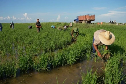 Phim tái hiện hành trình Việt Nam chuyển giao những giống lúa đặc biệt, trong đó có giống lúa CT16, sang Cuba. (Ảnh: VTV)