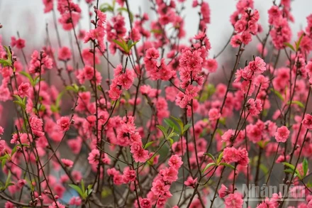 (Ảnh: THÀNH ĐẠT)