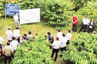 Trong giai đoạn 2021-2025, toàn tỉnh Lâm Đồng đã triển khai hơn 400 mô hình khuyến nông trong trồng trọt, chăn nuôi, thủy sản, thu hút hơn 3.500 hộ tham gia.