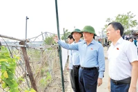 Thường trực Hội đồng nhân dân thành phố Hà Nội thị sát tình hình quản lý, sử dụng đất đai khu vực bãi sông, ngoài đê sông Hồng.