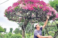 Gia đình ông Nguyễn Văn Màu (xã Hưng Khánh Trung, tỉnh Vĩnh Long) chuyển hướng sản xuất hoa giấy cổ thụ, hoa giấy hình nhà lục giác để đáp ứng nhu cầu người tiêu dùng.