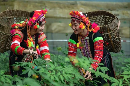 Ngày hội sản phẩm vùng đồng bào dân tộc thiểu số và miền núi phía bắc năm 2025 sẽ diễn ra từ ngày 14-16/11 tại tỉnh Lai Châu.