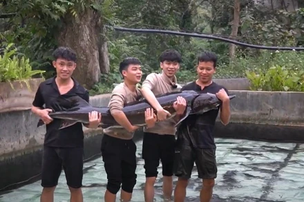 Cá tầm 50kg được nuôi tại Hợp tác xã Dương Yến, tỉnh Lai Châu.