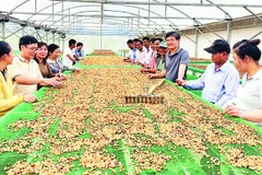Chia sẻ việc liên kết từ khâu sản xuất đến thu hoạch, phơi sấy cà-phê hữu cơ tại một hợp tác xã ở Lâm Đồng.