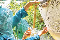 Nhiều người dân U Minh Hạ đã sống được với nghề gác kèo ong truyền thống. Đây là Di sản văn hóa phi vật thể quốc gia.