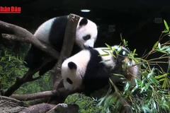 [Video] Người dân Nhật Bản tiếc nuối khi cặp gấu trúc cuối cùng về Trung Quốc 