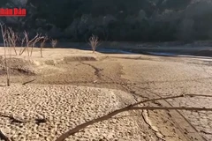 [Video] Gần 550.000 người tử vong vì nắng nóng cực đoan mỗi năm 