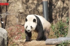 [Video] Khép lại hơn nửa thế kỷ gấu trúc hiện diện tại Nhật Bản