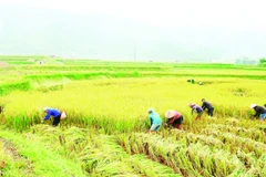 Các lực lượng xã Dương Quỳ hỗ trợ nhân dân gặt lúa để tránh lũ.