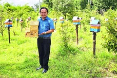 Anh Nguyễn Trung Thành khởi nghiệp thành công nghề nuôi ong dú lấy mật.