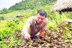 Ông Tương Văn Kiảng chăm sóc vườn rau, ao cá phục vụ nhu cầu sử dụng thực phẩm sạch cho du khách đến nghỉ tại homestay của gia đình.